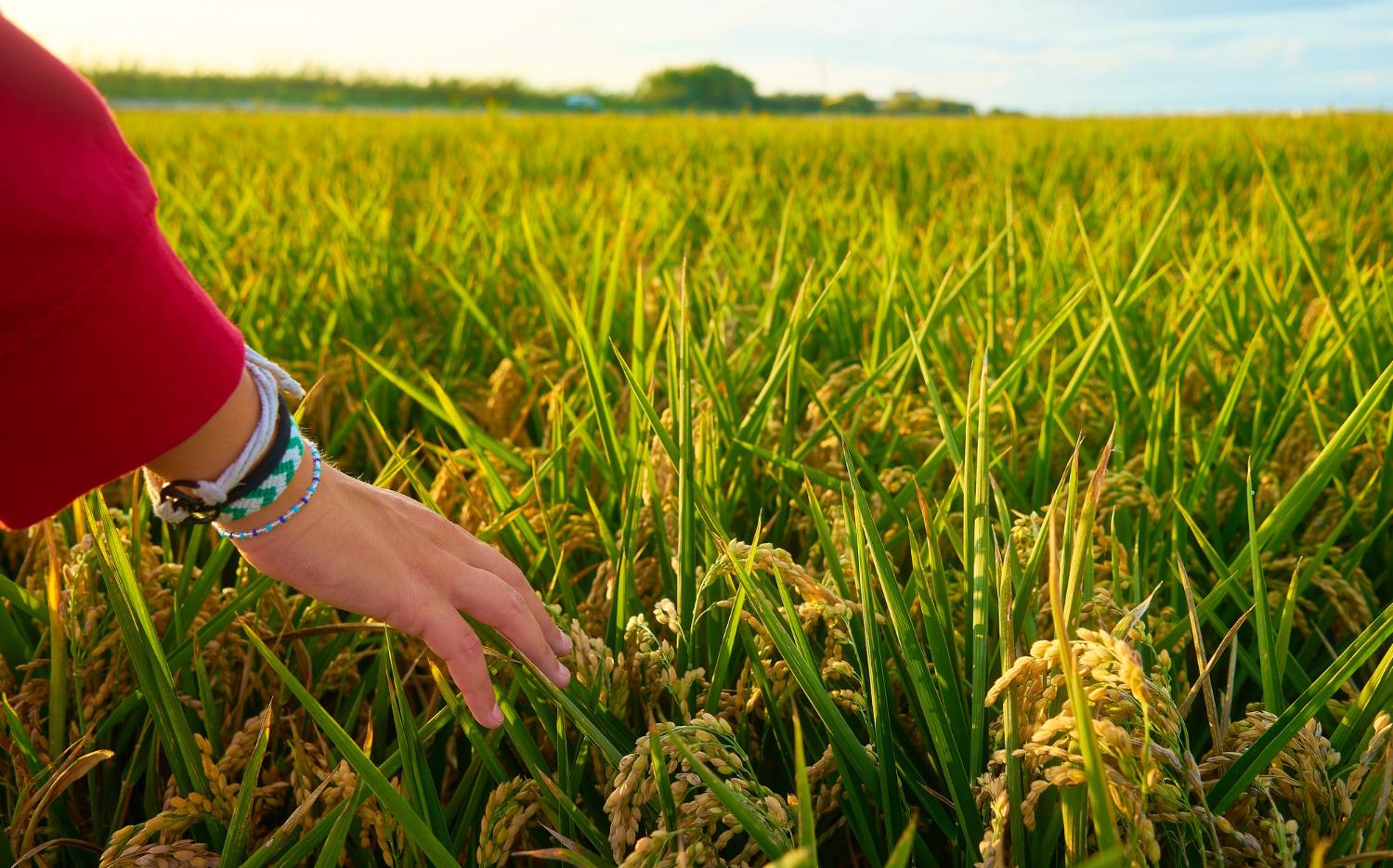 طراحی سایت در زرین شهر